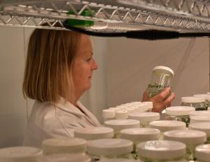 Niab staff member looking at pots in Niab's micropropagation lab