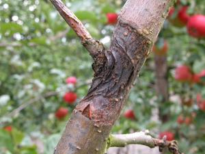 Branch dieback caused by apple canker