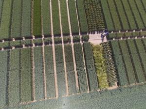 Variety trials at Niab