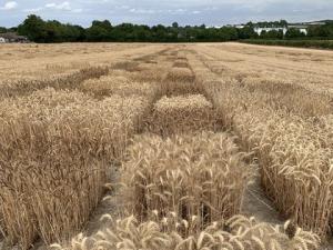 Diversity enriched wheat