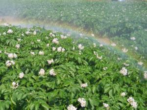 Potato yield modelling