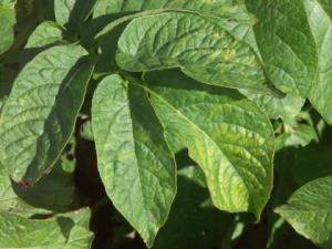 Leaf roll virus