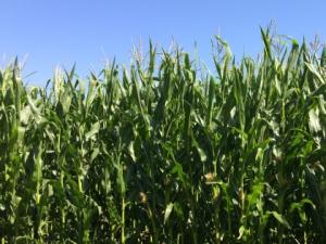 Forage maize