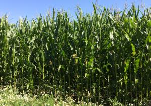 Forage maize