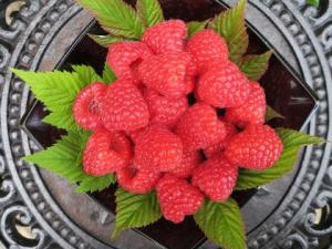 Malling Bella® raspberries