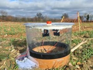 Exploiting novel wheat genotypes for regen-ag