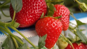 Soft fruit at Niab