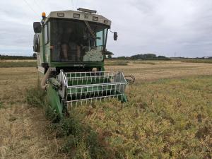 Chickpea trial harvesting at Niab 2025