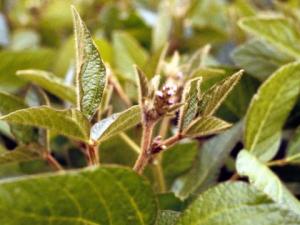 Alternative protein crops