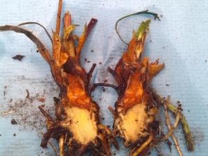 Strawberry Crown Rot
