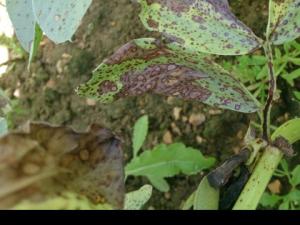 Chocolate spot resistance in winter beans
