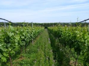 Cover crop growing between vines in the experimental vineyard at NIAB East Malling