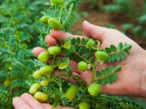 Chickpeas