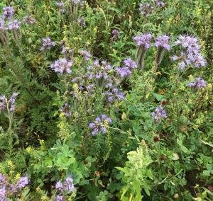 Cover crops