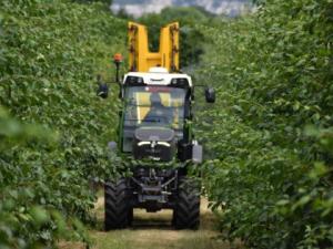 A tractor spraying at plum trees at NIAB's Plum Demonstration Centre
