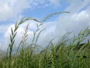 Grass weeds in wheat