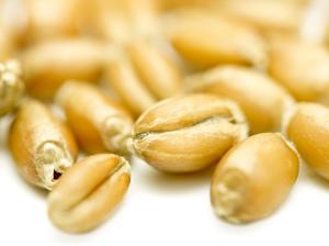 Testing wheat seed