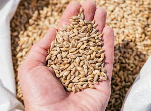 Seed sampling