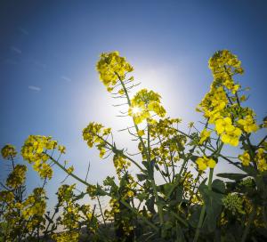 Oilseed rape variety choice