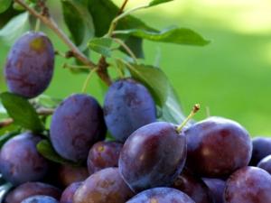 Plums