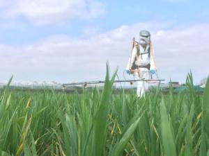 Fungicide resistance research