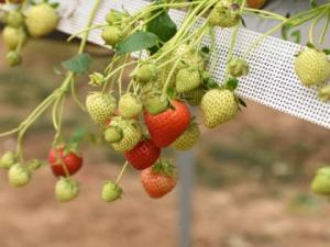 Strawberries