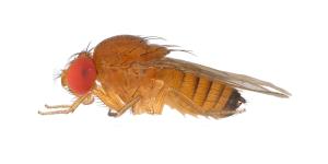 Female SWD copyright Nicolas Gompel