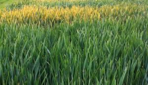 Yellow rust in the field