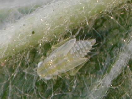 Leafhopper nymph