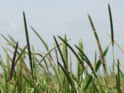 Black-grass