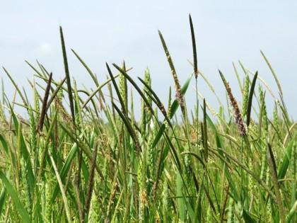 Black-grass at Hardwick, NIAB's National Black-grass centre