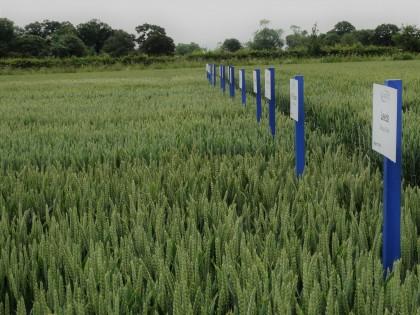 Plot boards