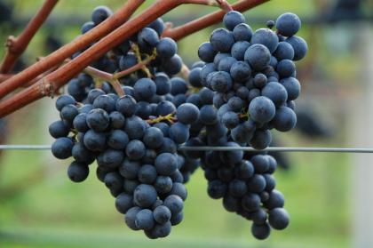 Grapes growing on a vine at Niab East Malling