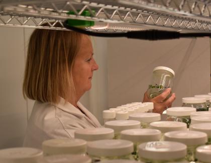 Niab staff member looking at pots in Niab's micropropagation lab