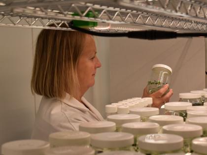 Niab staff member looking at pots in Niab's micropropagation lab