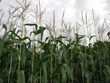 Forage maize