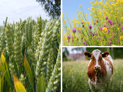 Collage of wheat, wildflowers and a cow