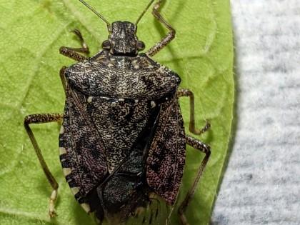 Adult brown marmorated stink bug