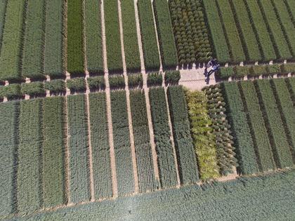 Variety trials at Niab