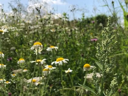 Wildflowers in orchards