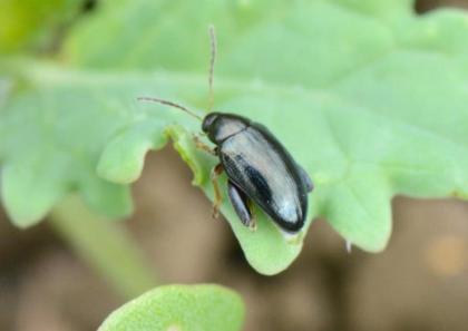 Cabbage stem flea beetle