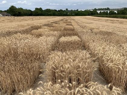 Diversity enriched wheat