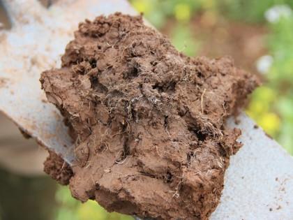 Soil health