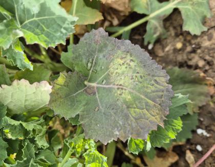Light leaf spot in WOSR