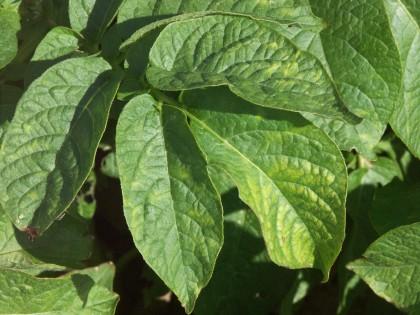 Leaf roll virus