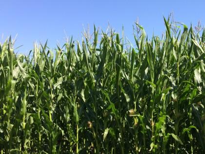 Forage maize