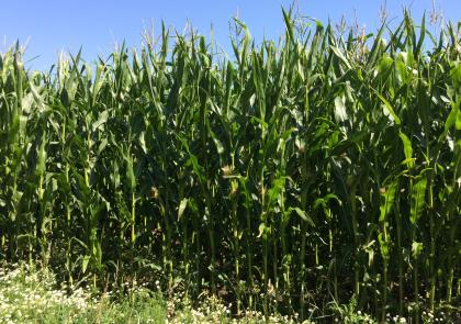 Forage maize