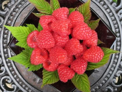 Malling Bella® raspberries