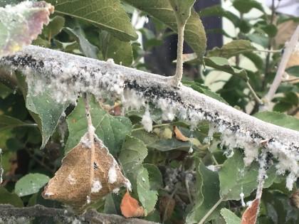 Woolly apple aphid