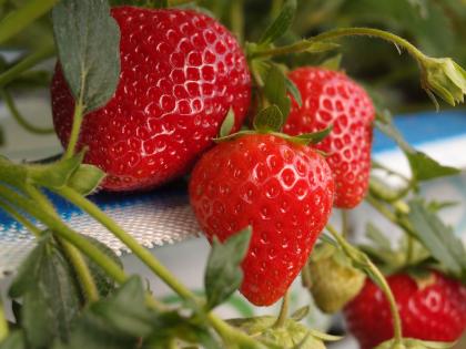Soft fruit at Niab